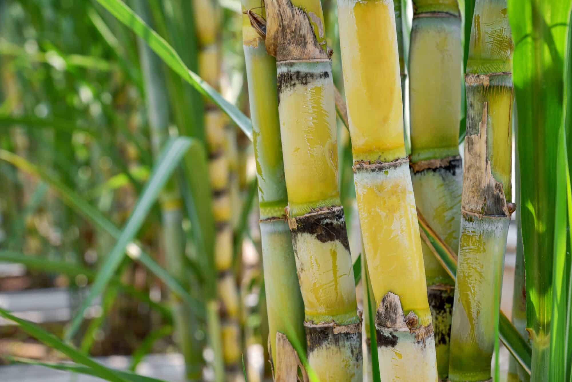 Duo Packaging's sustainable packaging solution GreenPE Mailing bags made from sugarcane